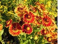 Helenium × hybridum 