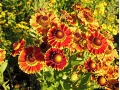 Helenium × hybridum 