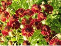 Helenium × hybridum 