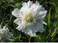 Scabiosa caucasica 