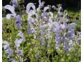 Salvia pratensis Fashionista® 