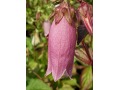 Campanula punctata 