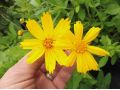 Coreopsis pubescens 