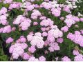 Achillea millefolium 