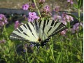 Phlox paniculata 