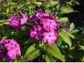 Phlox paniculata Bambini® 