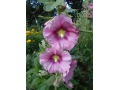 Alcea rosea 
