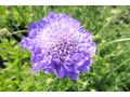 Scabiosa caucasica 