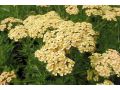 Achillea millefolium 