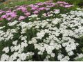 Achillea millefolium 