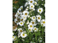 Leucanthemella serotina - luhovnice pozdní značka NP. - zahradnictví