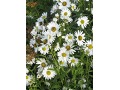 Leucanthemella serotina - luhovnice pozdní