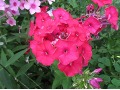 Phlox paniculata 