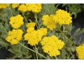 Achillea 