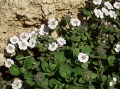 Gypsophila cerastioides - šater, nevěstin závoj rožcový