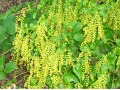 Chiastophyllum oppositifolium - pupovice