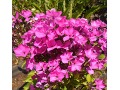 Phlox x arendsii 