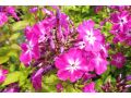 Phlox paniculata 