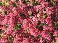 Achillea millefolium 