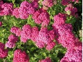 Achillea millefolium 