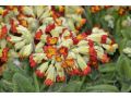 Primula veris 