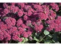 Sedum 