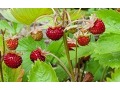 Fragaria vesca - jahodník obecný, lesní jahoda
