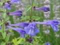 Scutellaria cordifolia - šišák