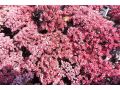 Sedum 