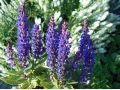 Salvia nemorosa 