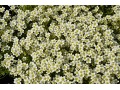 Saxifraga x arendsii 