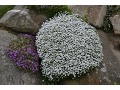 Iberis sempervirens 