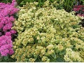 Sedum hybrid 