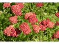 Achillea millefolium 