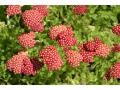 Achillea millefolium 