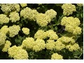 Achillea millefolium 