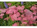 Achillea millefolium Tutti Frutti 