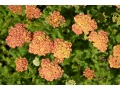 Achillea millefolium 