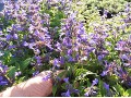 Nepeta kubanica 