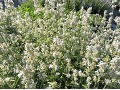 Nepeta faassenii 