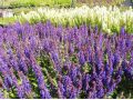 Salvia nemorosa 