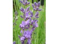 Lavandula angustifolia 