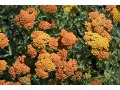 Achillea millefolium 