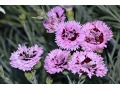Dianthus 