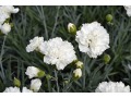 Dianthus 