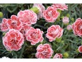 Dianthus 