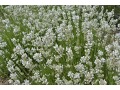 Lavandula angustifolia 