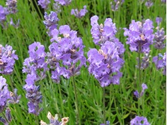 Lavandula angustifolia 
