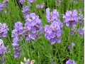 Lavandula angustifolia 