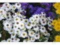 Aster dumosus 